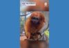 WATCH: Golden lion tamarins and sloths become unlikely roommates at Florida zoo
