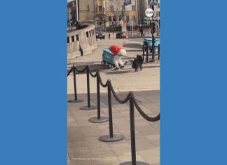 WATCH: Struggling delivery robots get a boost from helpful humans in Finland