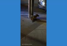 WATCH: Sea lion pup rescued after wandering into San Francisco neighborhood