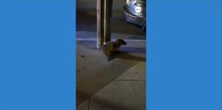 WATCH: Sea lion pup rescued after wandering into San Francisco neighborhood