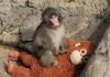 WATCH: The internet’s favorite monkey continues capturing hearts