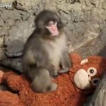 WATCH: The internet’s favorite monkey continues capturing hearts