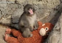 WATCH: The internet’s favorite monkey continues capturing hearts
