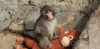 WATCH: The internet’s favorite monkey continues capturing hearts