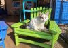 WATCH: Man puts new twist on Adirondack chair for kitties