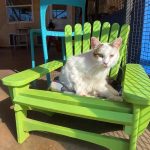 WATCH: Man puts new twist on Adirondack chair for kitties