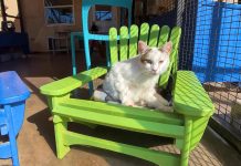 WATCH: Man puts new twist on Adirondack chair for kitties