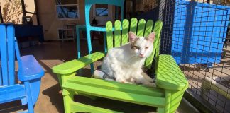 WATCH: Man puts new twist on Adirondack chair for kitties