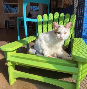 WATCH: Man puts new twist on Adirondack chair for kitties