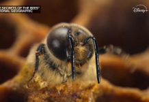 WATCH: New Nat Geo doc highlights alarming decline of the honeybee