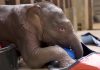 WATCH: Baby elephant makes debut on Earth Day