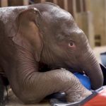 WATCH: Baby elephant makes debut on Earth Day