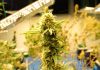 WATCH: What does reclassification mean for marijuana users?