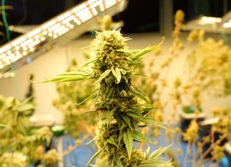WATCH: What does reclassification mean for marijuana users?