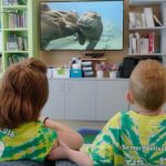WATCH: Zoo’s 24/7 channel streams in children’s hospitals