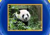 WATCH: Exclusive first look at 2 giant pandas coming to US