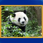 WATCH: Exclusive first look at 2 giant pandas coming to US