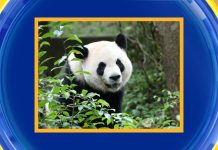 WATCH: Exclusive first look at 2 giant pandas coming to US