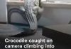 WATCH: Crocodile caught on camera climbing into hotel kitchen in Zimbabwe