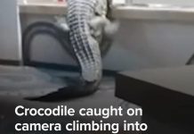 WATCH: Crocodile caught on camera climbing into hotel kitchen in Zimbabwe