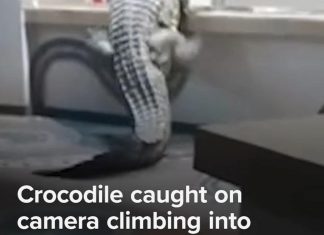 WATCH: Crocodile caught on camera climbing into hotel kitchen in Zimbabwe