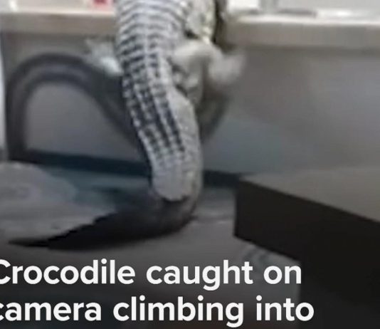 WATCH: Crocodile caught on camera climbing into hotel kitchen in Zimbabwe