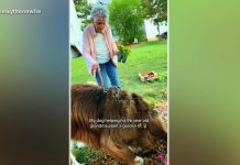 WATCH: Woman gardening at 96 with help from dog takes over the internet