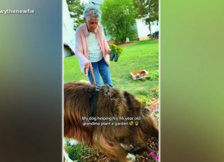 WATCH: Woman gardening at 96 with help from dog takes over the internet