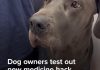 WATCH: Dog owners test out new medicine hack