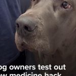 WATCH: Dog owners test out new medicine hack