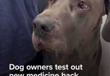 WATCH: Dog owners test out new medicine hack
