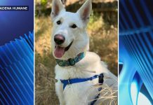 WATCH: A pup’s new home after surviving the Eaton fire