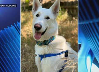 WATCH: A pup’s new home after surviving the Eaton fire