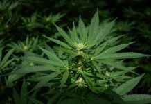 State-licensed medical marijuana reclassified as less dangerous drug