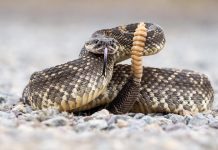 78-year-old woman dies from snake bites