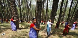 From the Himalayas to Newt Gingrich, the ‘tree-huggers’ prevail