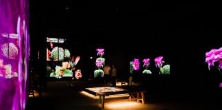 The Sonoran Desert teems with wildlife. These 3D scans could help protect its future