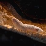 Instead of civil war, a naked mole rat colony changed queens peacefully