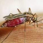 How mosquitoes — and malaria — helped shaped the whereabouts of early humankind