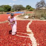 Photos: In this part of the world, nearly every chile pepper farmer is a woman
