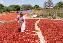 Photos: In this part of the world, nearly every chile pepper farmer is a woman