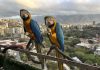 Caracas’ iconic macaws threatened by vanishing palm trees