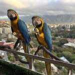 Caracas’ iconic macaws threatened by vanishing palm trees