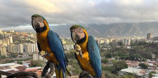 Caracas’ iconic macaws threatened by vanishing palm trees