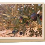 Greetings from Syria, where a postwar olive harvest offers a long-lost taste of home