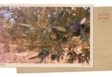 Greetings from Syria, where a postwar olive harvest offers a long-lost taste of home