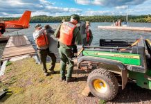Researchers say Lake Superior island’s wolves are thriving as packs prey on moose