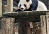 China to send giant pandas to Atlanta again