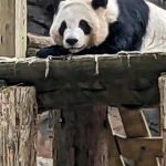 China to send giant pandas to Atlanta again