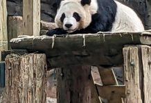 China to send giant pandas to Atlanta again